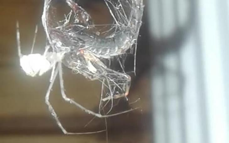 Επική μάχη μέχρι θανάτου: Αράχνη εναντίον σκορπιού… (βίντεο)